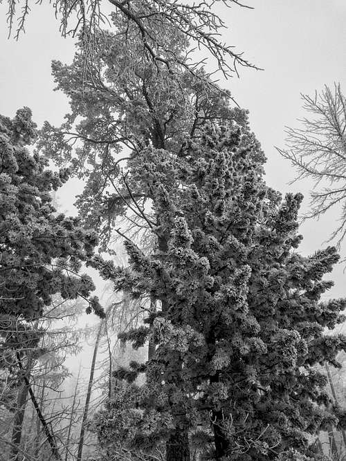 Frosted Trees in Mongolia