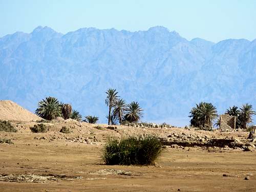 Palms and Saudi Arabia mountains