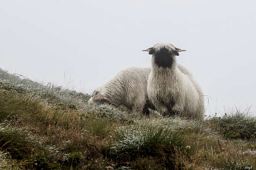 Sheep and mist(ery)