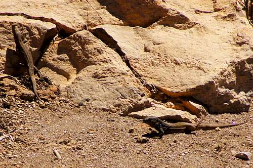 Tenerife lizards