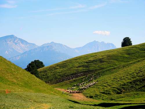 Pasture near Bocca d'Ardola