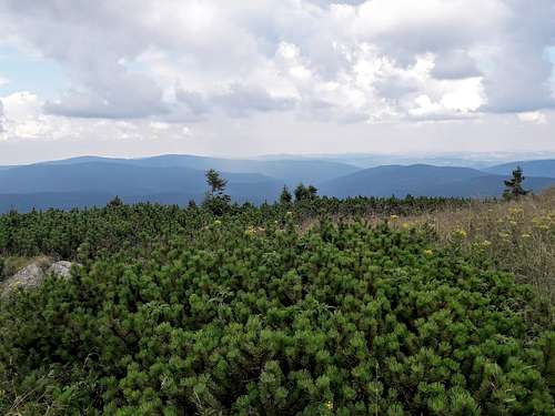 Dwarf mountain pine on Praděd