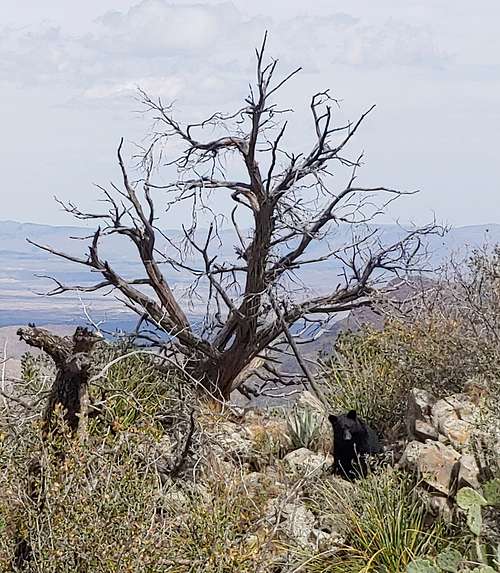 Chisos Black Bear near Lower Summit