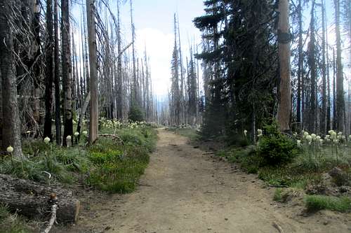 Forest Fire Remains at Cold Springs Trail (1)