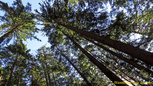 Douglas Fir Trees, Murrin Provincial Park