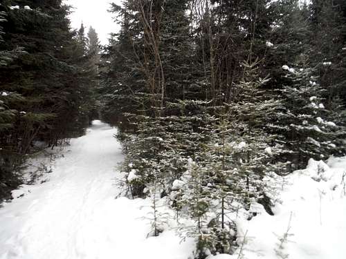 Leveaux Trail - Winter