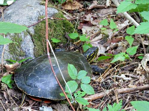 Turtle on trail