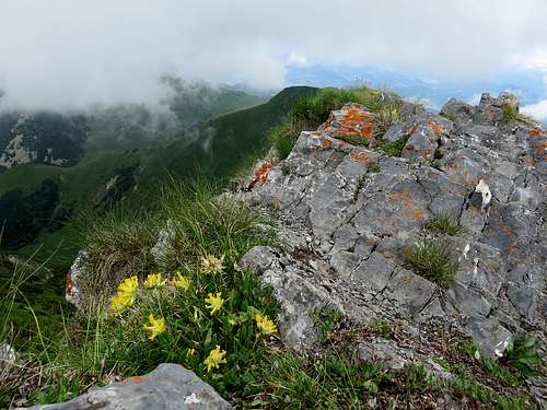 Flowers on the ridge