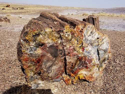 Petrified Log in Petrified Forest National Park