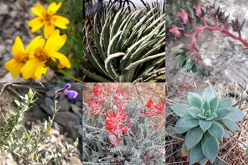 Endemic plants from the Oriental Basin