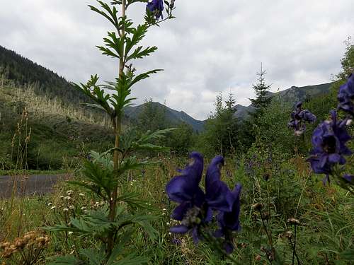 Purple flower