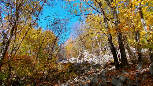 Trailside Autumn Color