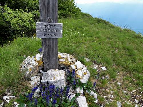 Blooming on the summit of Monte Brento