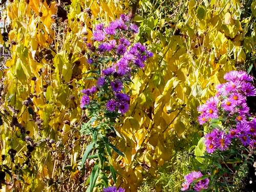 Autumn Wildflowers Along Beaver Creek