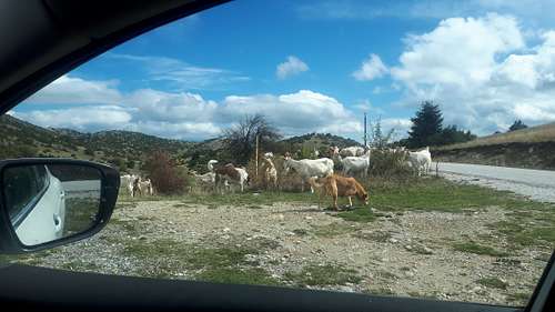 Vounasa - goats' arrival