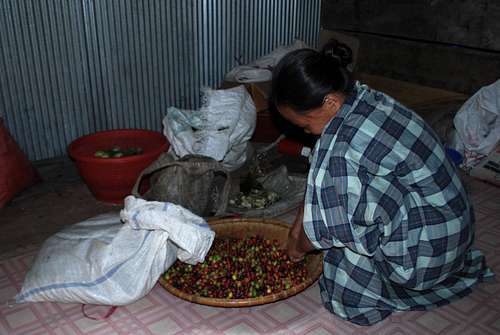 Chiefs wife sorting coffee beans