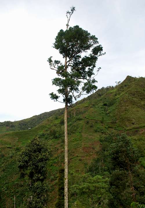 Deforestation making way for coffee plantations in Karangan