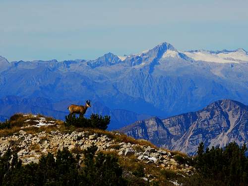 Chamois on the summit of Monte Roite