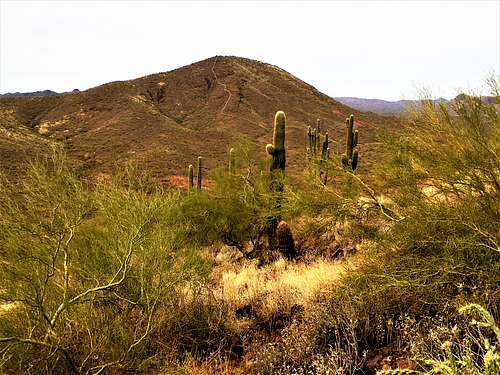 Francis Rogers Mountain viewed from Cholla Mountain