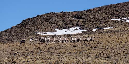 A group of bighorn sheep near Mt. Jefferson's north summit in Nevada; Late Nov. 2020