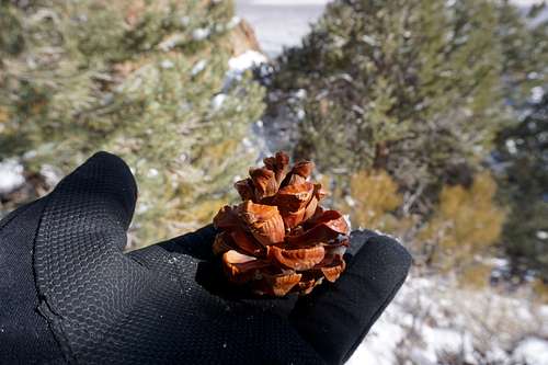 Bristlecone pine cone found on west side of Monitor Valley