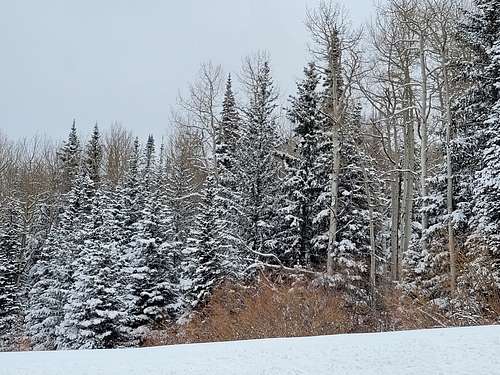 Snow covered trees on Grand Mesa