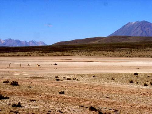 A group of vicuñas running...