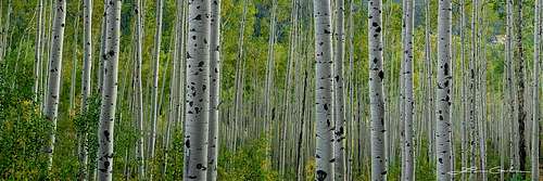 Aspen-Multitude-Fall-Color-Trees-1280