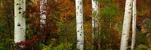 Color-Palette-Fall-Aspen-Trees-1280