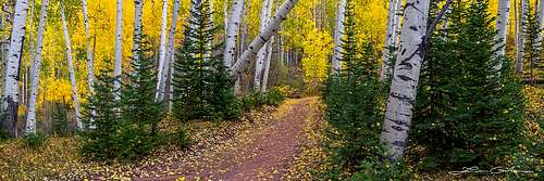 Gateway-To-Peace-Aspen-And-Evergreen-Trees-Colorado-1280