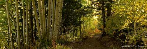 Morning-Tranquility-Aspen-Forest-Path-1280