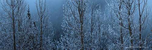 Snow-Brushed-Frosted-Aspen-Trees-1280