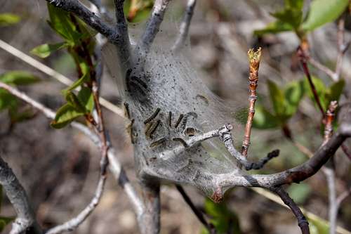 Fresh caterpillar nest in Lamoille Canyon right fork