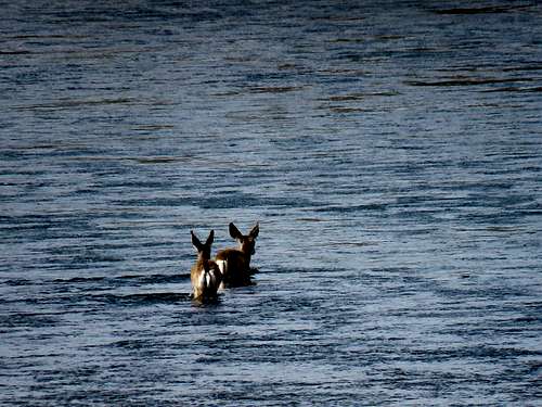 Deer going to island in Snake River