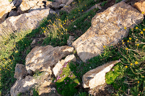 Silene acaulis and Geum rossii living in harmony at near 3300 meters