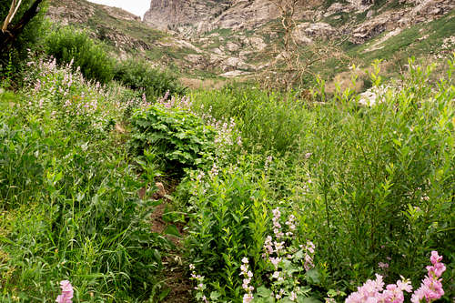 Colorful vegetation in the Right Fork of Lamoille Canyon