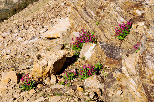 Colorful flowers on mountainside of Mt Gilbert in Nevada