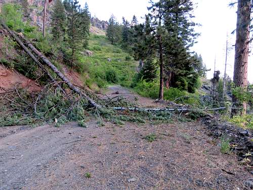 Fallen tree blocking the road