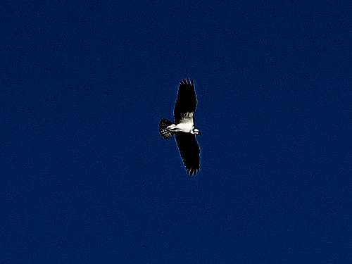 An Osprey Circling over Petenwell Rock
