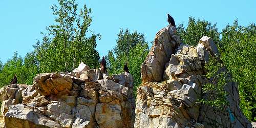 A Closer Look at some Rib Mountain Vultures