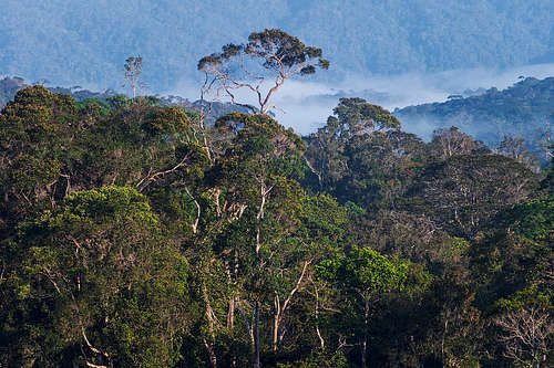 amazon rain forest