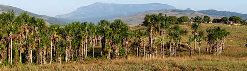 buritizal (Mauritia flexuosa palms) in the Serra do Sol indigenous  community