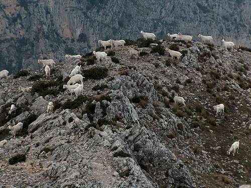Goats on the Sierra Bernia...