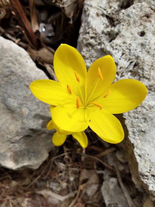 Autumn blooming of Sternbergia lutea
