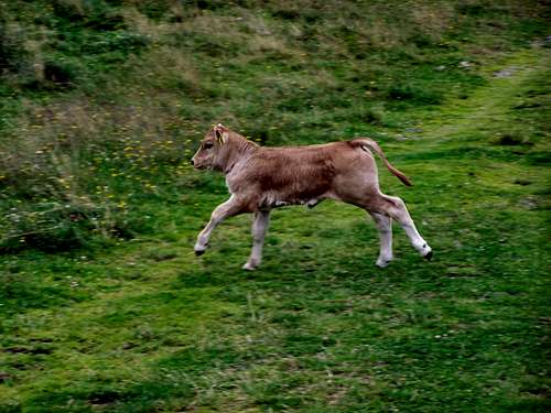 A calf on the meadows of Osser