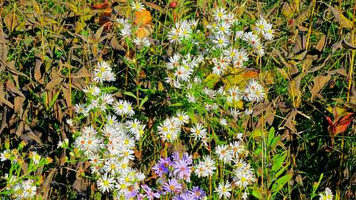 Wildflowers on Maiden Rock