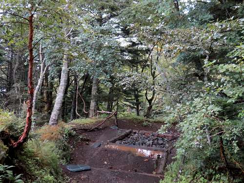 Yoshida Trail - Forest Part