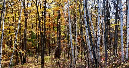 Autumn Trees in the Chippewa County Forest