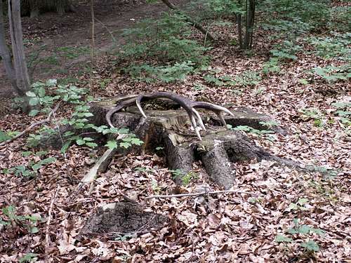 2021-Wap 32–Spruce stump...