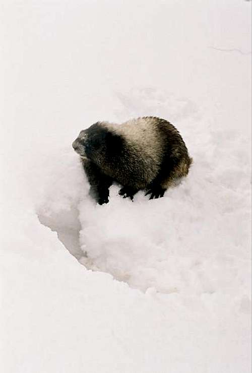 Curious Marmot near Coleman...